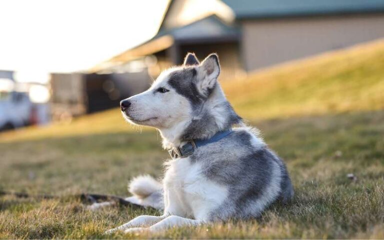 Do Huskies Bark A Lot