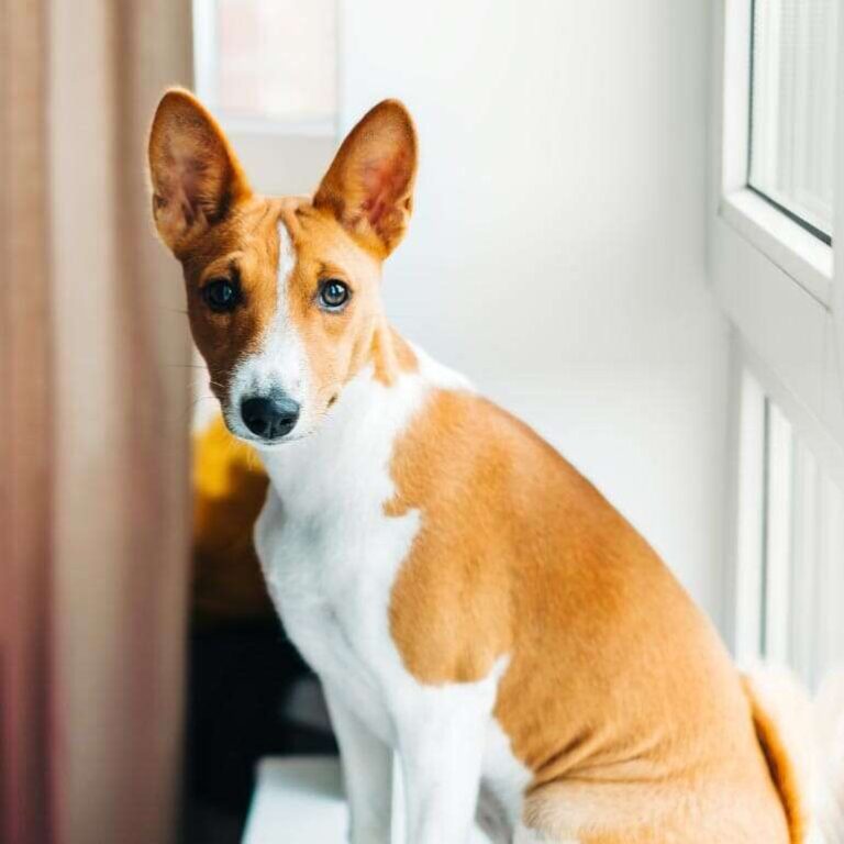What Breed Of Dog Barks The Least