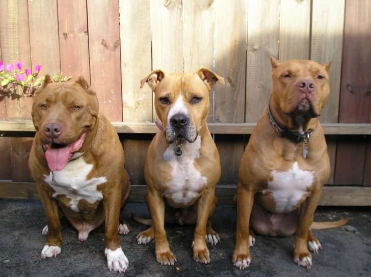 Do Pitbulls Bark A Lot