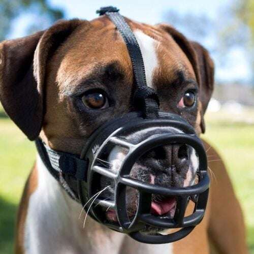 Can A Dog Bark With A Muzzle On