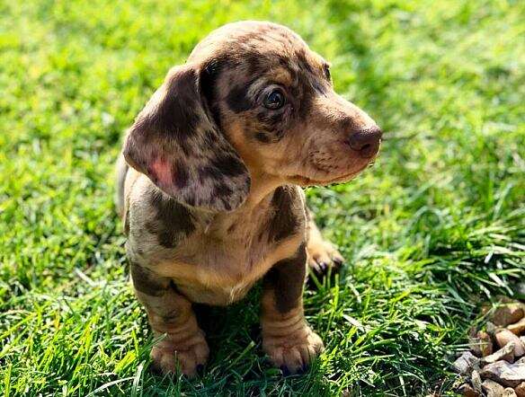 Do Mini Dachshunds Bark A Lot