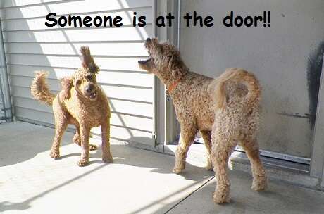 How To Get Dog To Stop Barking At Door
