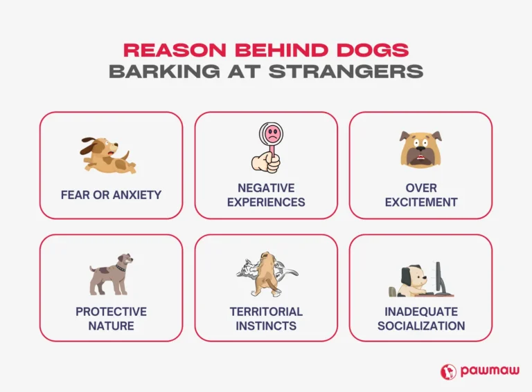 How To Stop Dog Barking In The House