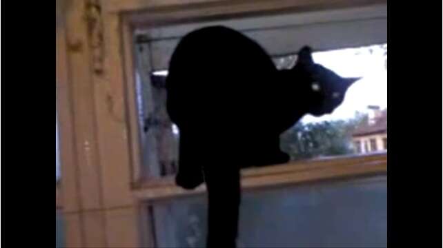 Can Cats Bark Like Dogs