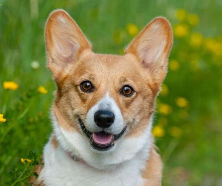 Do Welsh Corgis Bark A Lot