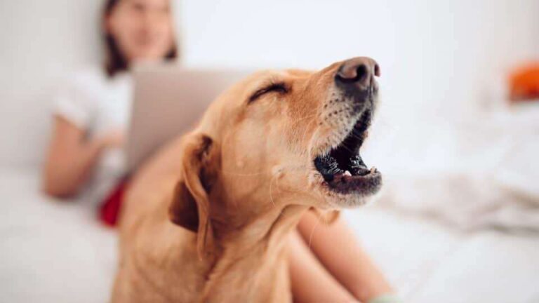 How Long Can A Dog Bark Before It Gets Tired