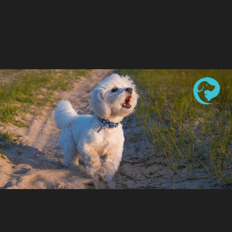 Why Do Dogs Bark Incessantly