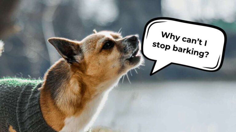 How To Quiet A Barking Dog