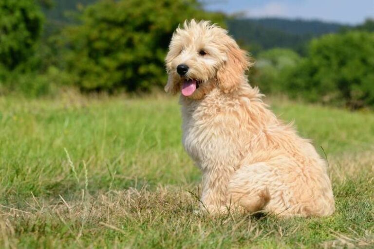 Do Mini Goldendoodles Bark A Lot