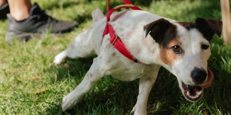 Do Jack Russell Terriers Bark A Lot