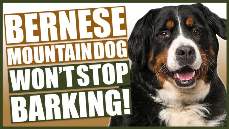 Do Bernese Mountain Dogs Bark A Lot