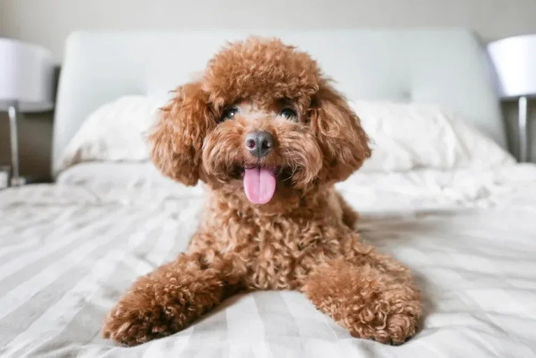 Do Miniature Poodles Bark A Lot