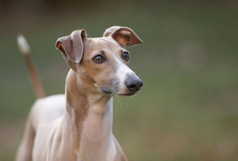 Do Italian Greyhounds Bark A Lot