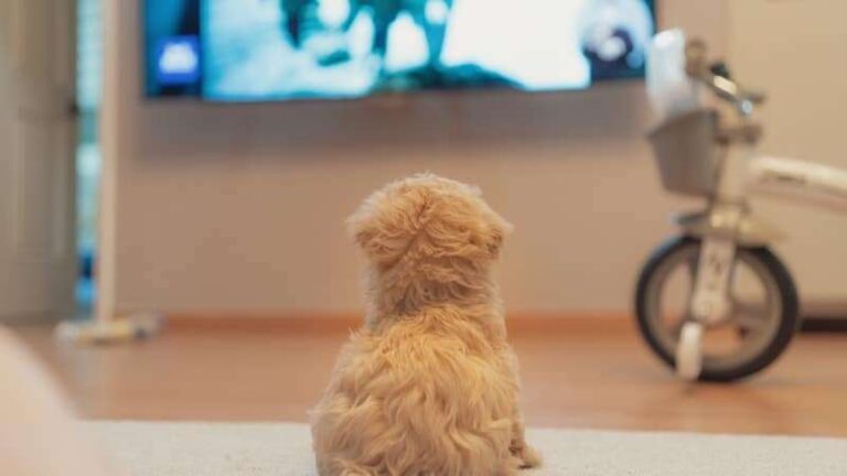 How To Stop Dog Barking At TV