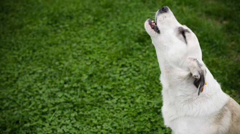 Why Do Dogs Bark At Sirens