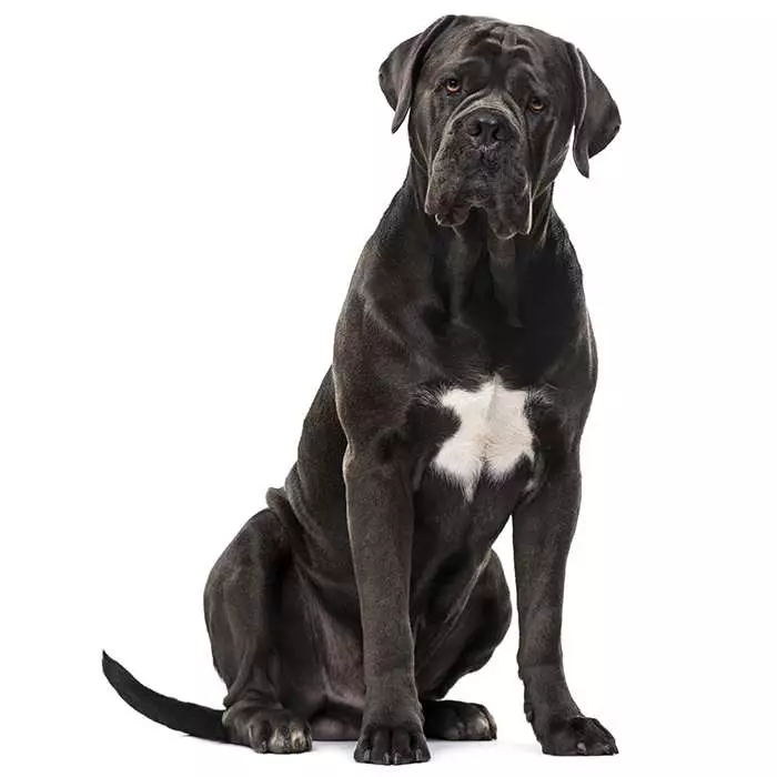 Do Cane Corsos Bark A Lot