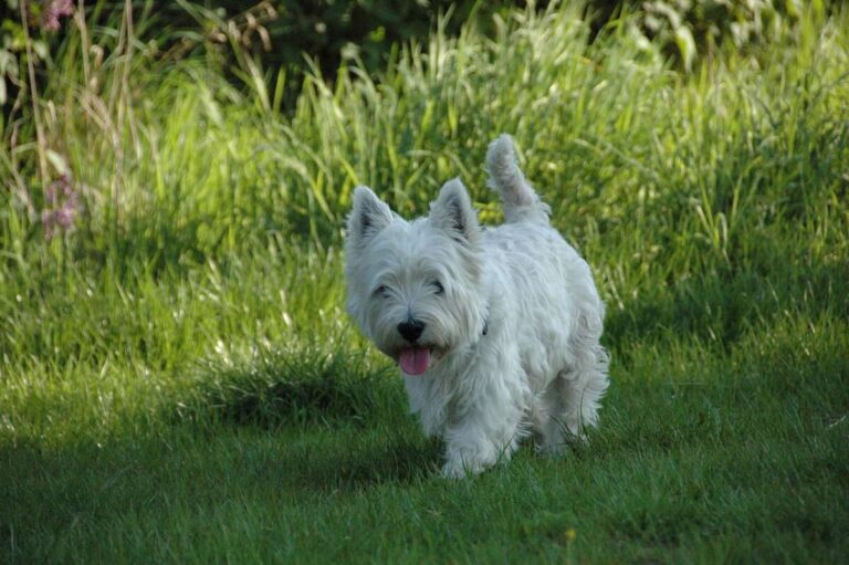 Do Westies Bark A Lot