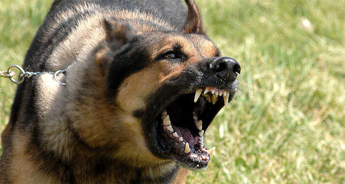 How Loud Is A Dog Bark