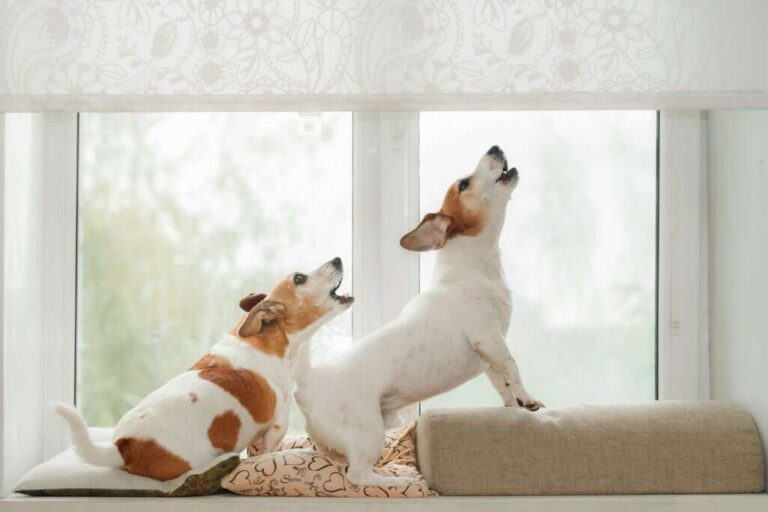 How To Train Dog Not To Bark At Doorbell