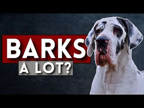 Do Great Danes Bark A Lot