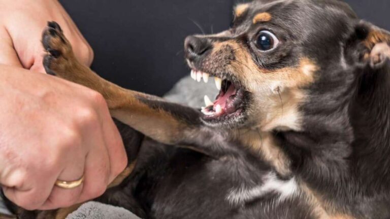 Why Does My Dog Only Bark At One Family Member
