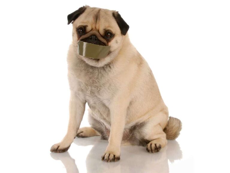 How To Stop Senile Barking