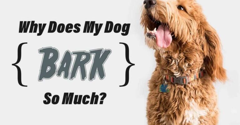 Why Does My Puppy Bark So Much