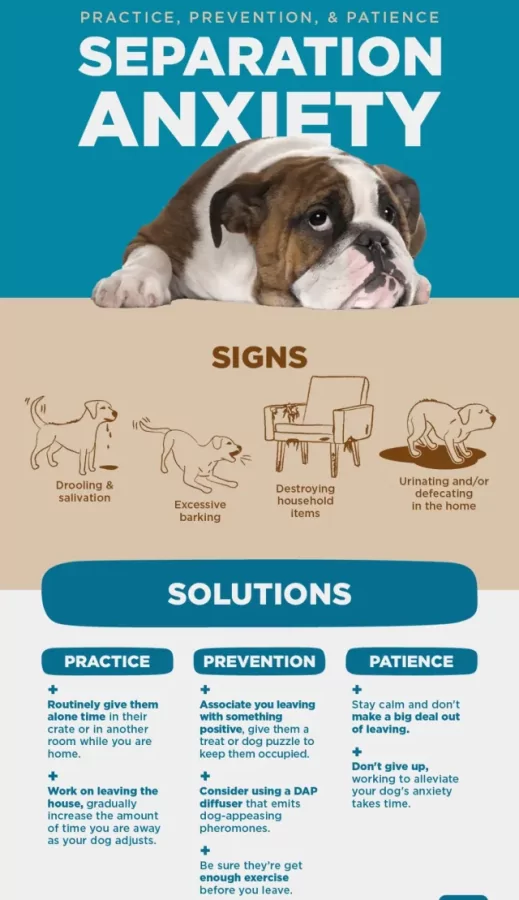 What Can I Do About My Neighbor's Barking Dog