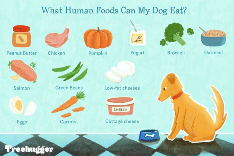 What Type Of Food Does Dog Eat