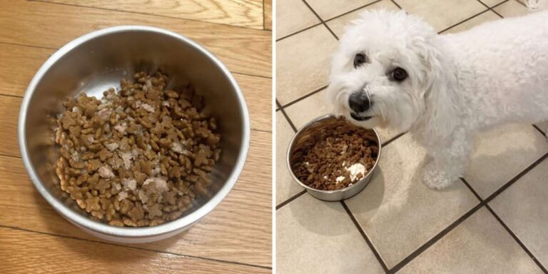 What Dog Food Is Healthiest For Dogs
