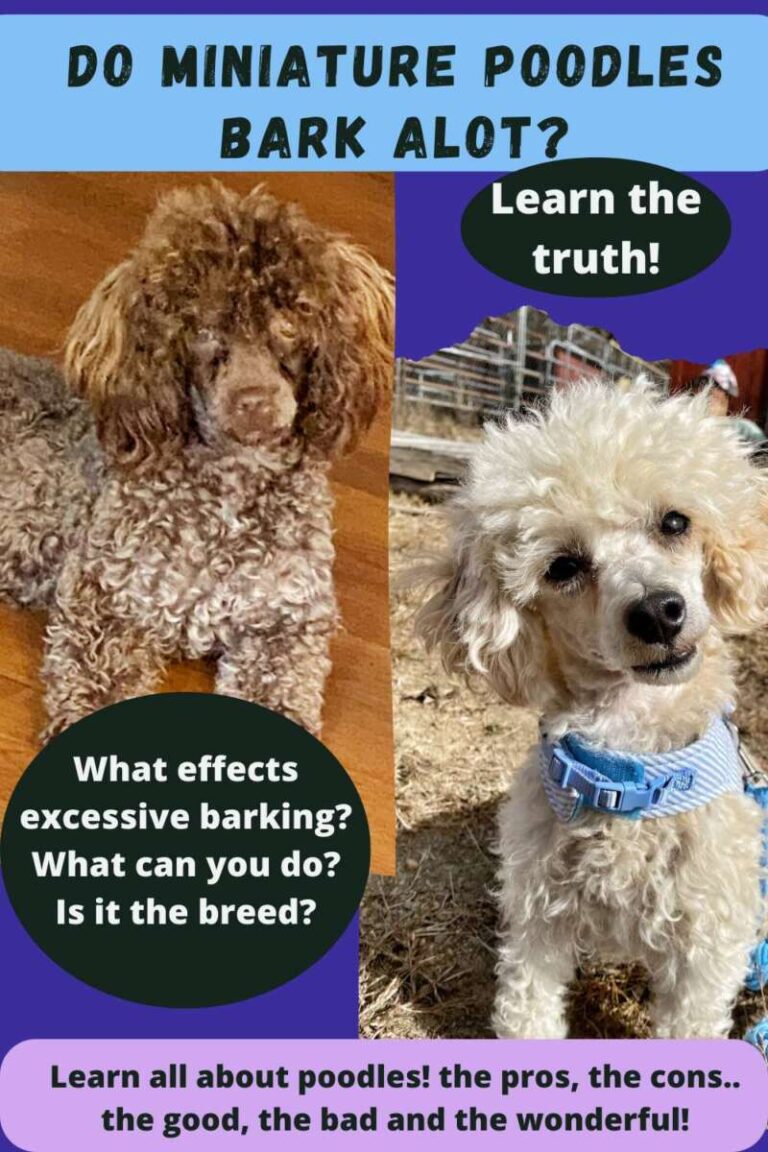 Do Puppies Bark A Lot