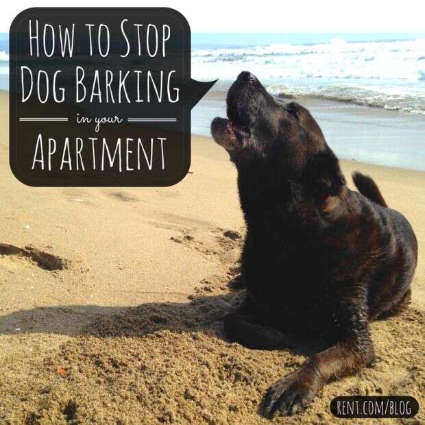 How To Stop Dog Barking At Neighbours