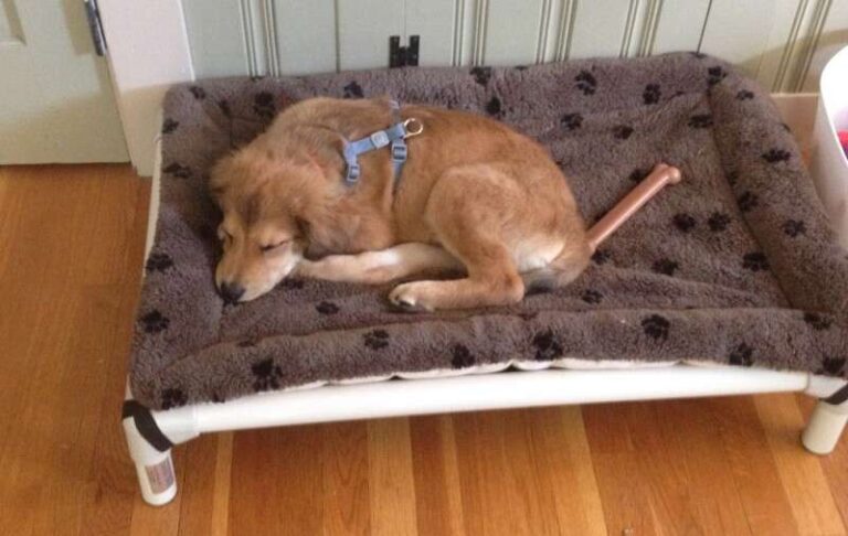 What Size Dog Bed For Puppy