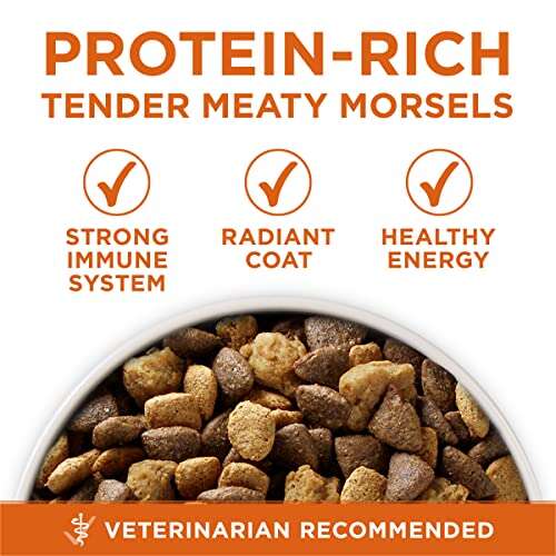 Best Dog Food For Healthy Dogs