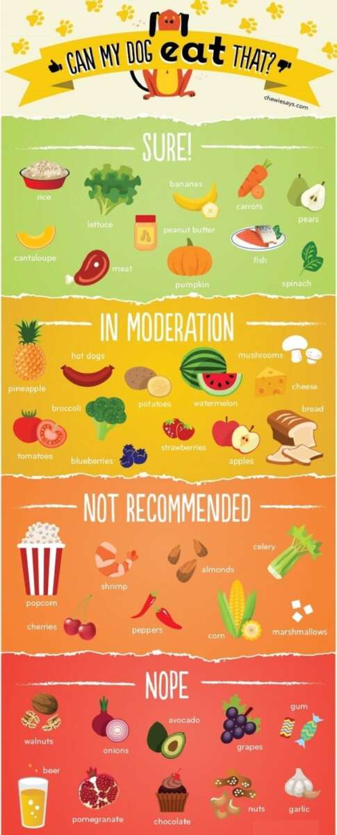 What Food Can Be Given To Dogs