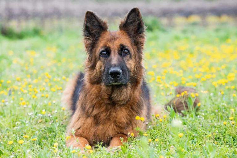 Why Does German Shepherd Bark So Much