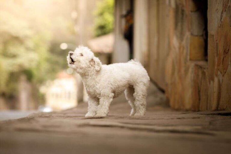 What Does It Mean When Dogs Bark