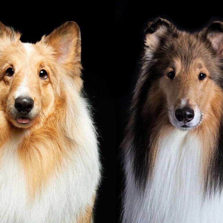 Do Shetland Sheepdogs Bark A Lot