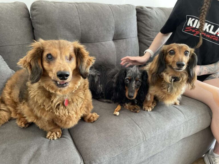 How To Stop Dachshund Barking