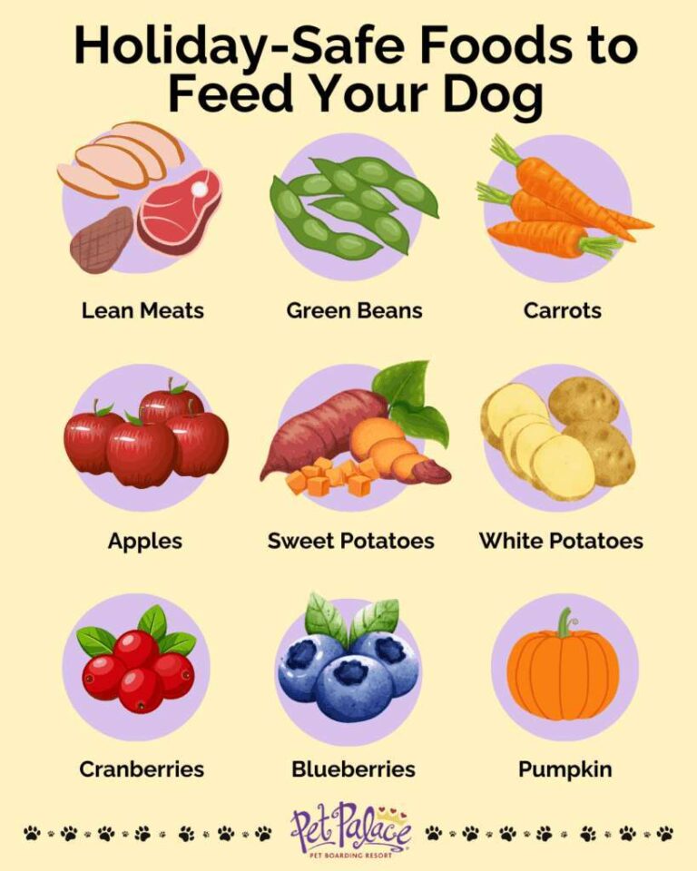 What Foods Can You Feed Your Dog