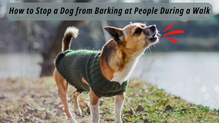 Why Does My Dog Bark At People Walking By