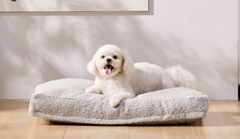 What Is The Best Dog Bed For A Puppy