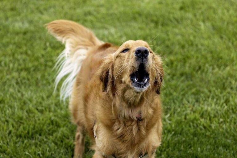 Do Dogs Bark When They Are In Pain