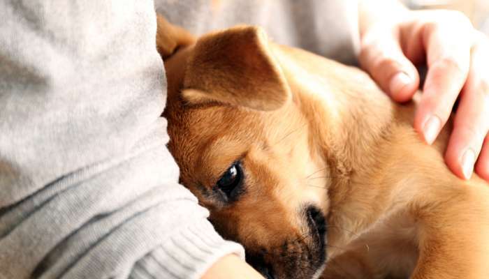 Why Do Dogs Like To Cuddle In Bed