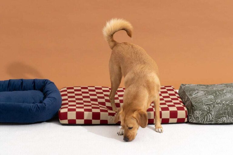 What Type Of Dog Bed Is Best