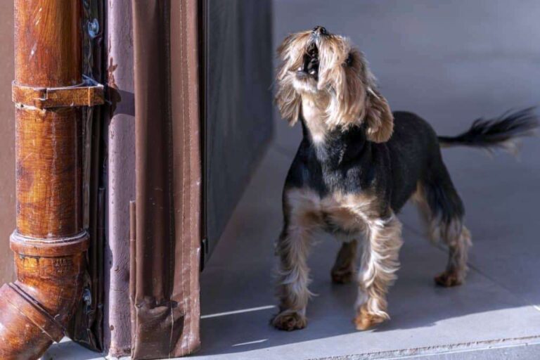 Why Do Dogs Bark When Someone Knocks At The Door