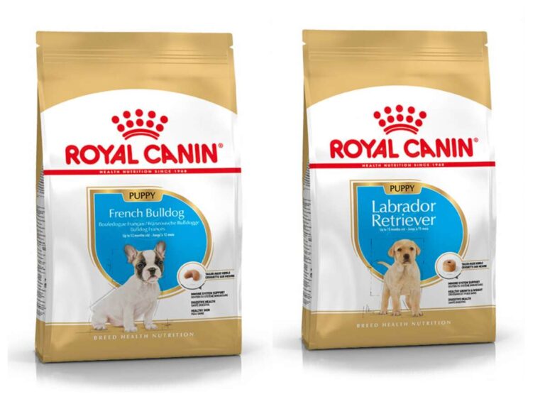 What Foods Are Healthiest For Dogs