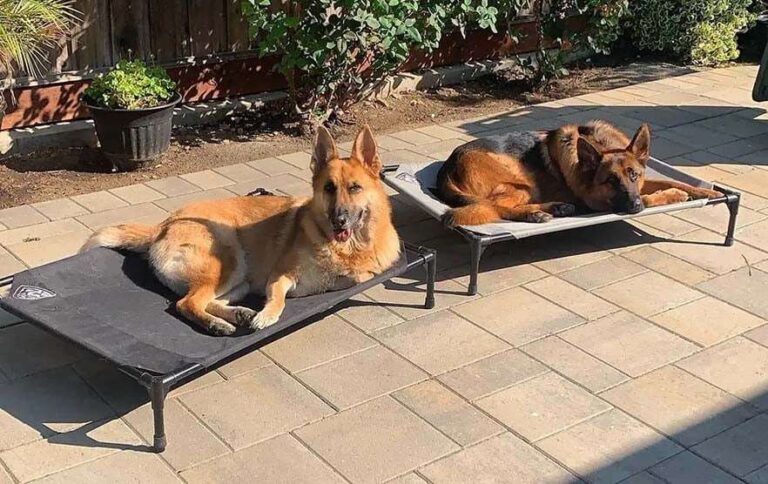 Why Do Dogs Like Raised Beds