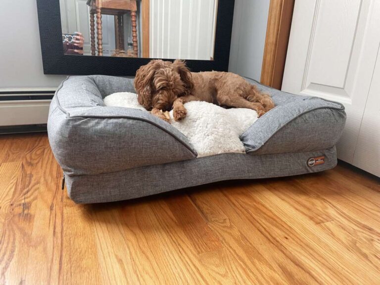 Are Elevated Dog Beds Good For Older Dogs