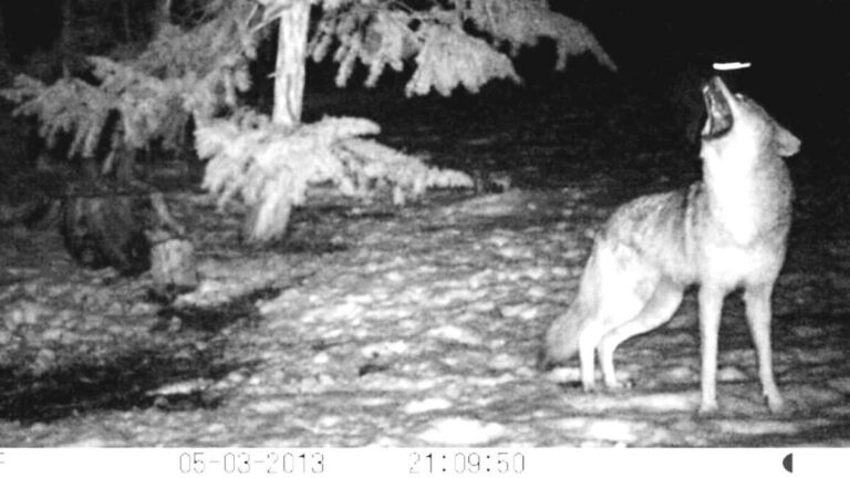 Why Do Coyotes Bark At Night